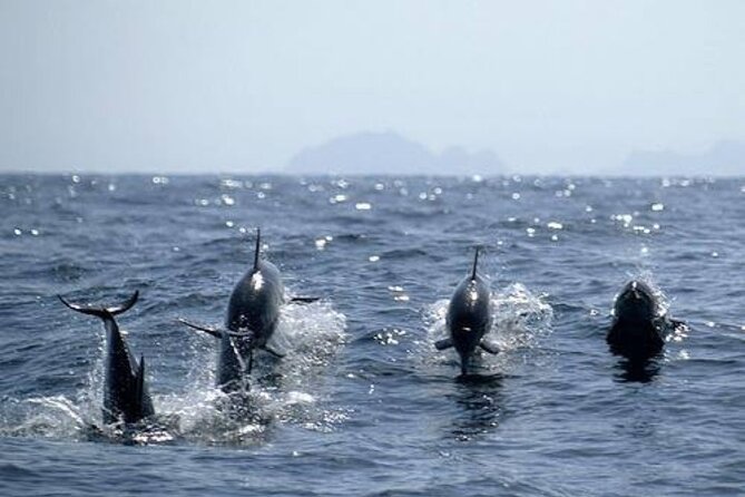 Dolphin Watching and Snorkeling Activity in Muscat - Weather, wildlife, and the limits of certainty