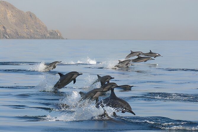 Dolphin Watching and Snorkeling Activity in Muscat - Booking, cancellation, and final planning tips