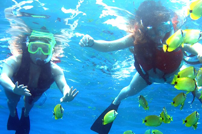 Dolphin Watching and Snorkeling Activity in Muscat - Searching for bottlenose and spinner dolphins