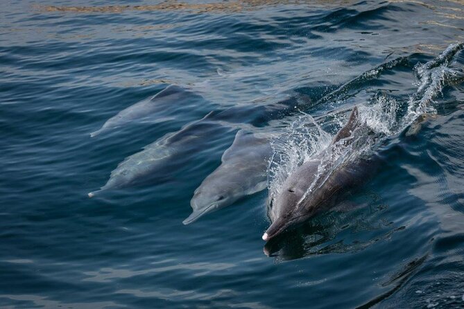 Dolphin Watching and Snorkeling Cruise Experience in Muscat - Watching dolphins in open water