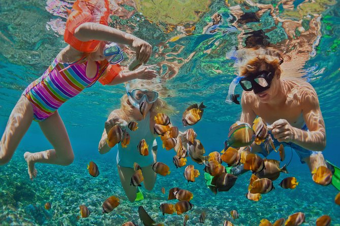 Dolphin Watching and Snorkeling Tour from Muscat - The five details that matter most