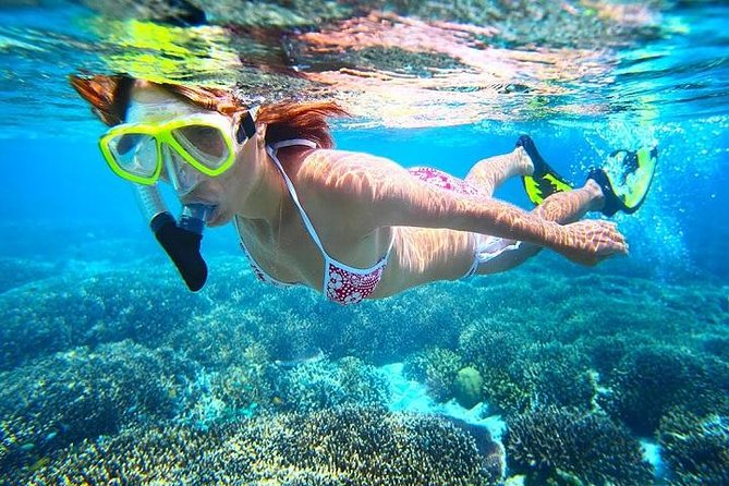 Dolphin Watching and Snorkeling Tour from Muscat - Bandar Khiran and the one-hour snorkel