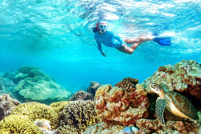 Dolphin Watching and Snorkeling Tour from Muscat - Weather, cancellation, and practical planning