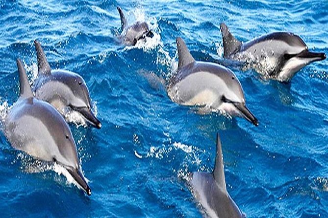 Dolphin Watching and Snorkeling Tour from Muscat - Watching dolphins in Muscat Governorate
