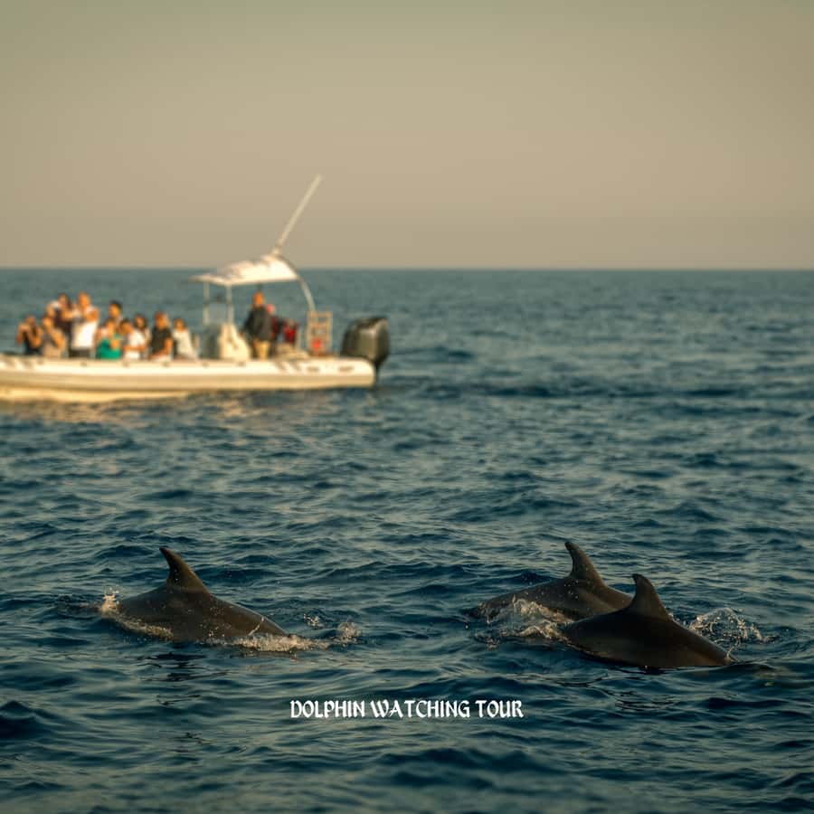 Dolphin Watching and Snorkeling Tour with Hotel Transfers - Key points to know before you go