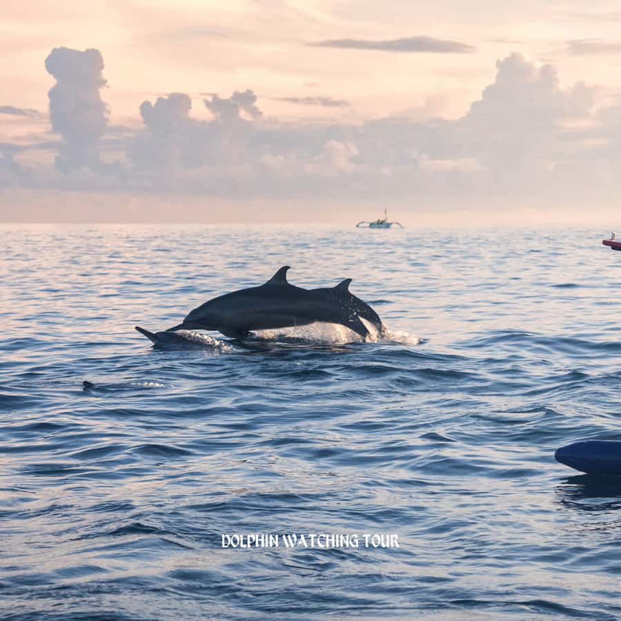 Dolphin Watching and Snorkeling Tour with Hotel Transfers - From your Muscat hotel to Bandar Al Rowdha Marina