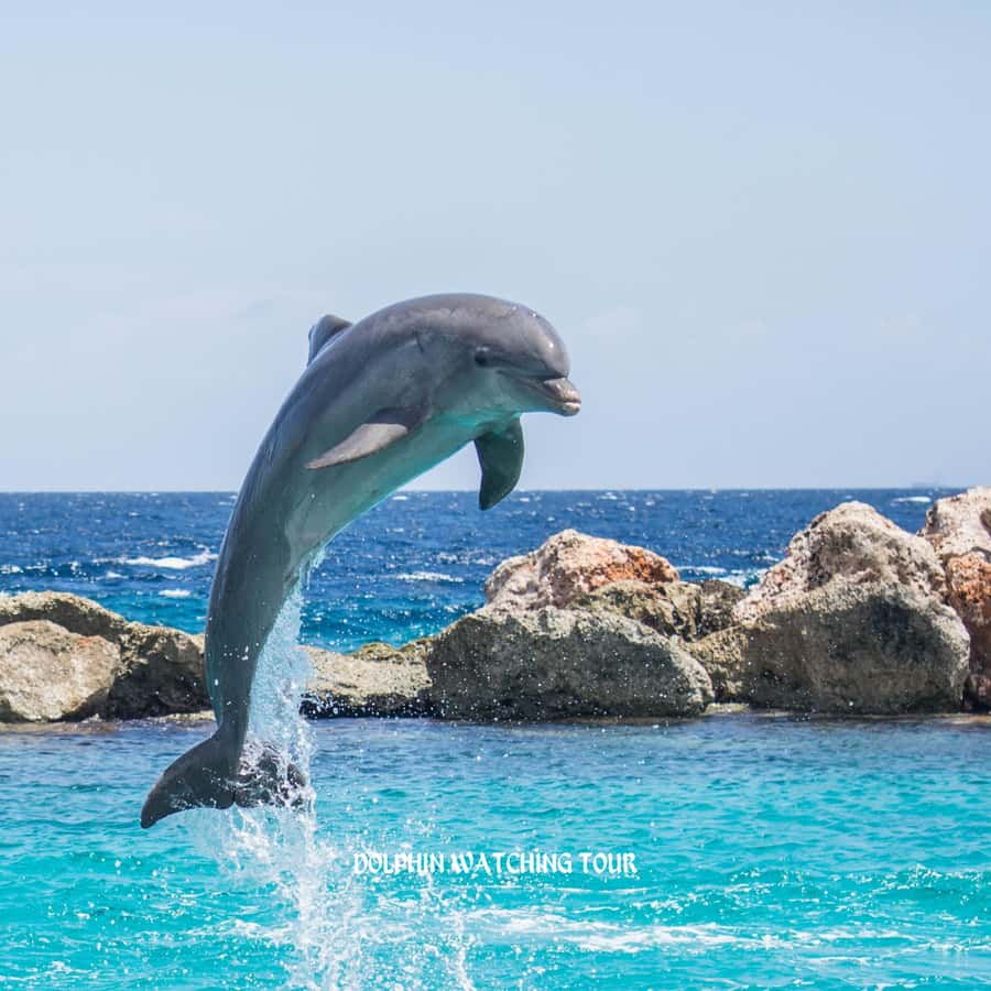 Dolphin Watching and Snorkeling Tour with Hotel Transfers - Searching the Gulf of Oman for dolphins