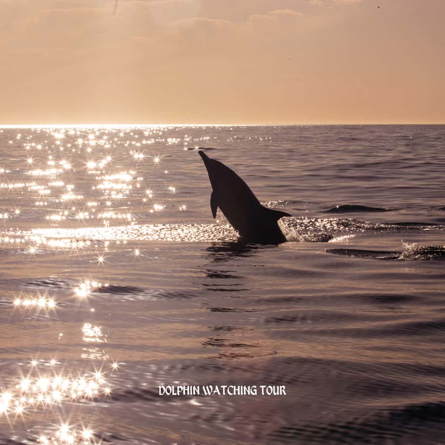 Dolphin Watching and Snorkeling Tour with Hotel Transfers - Practical questions to ask before booking