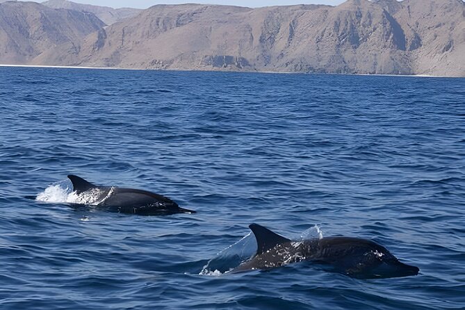 Dolphin Watching in Muscat - Searching for dolphins in open water