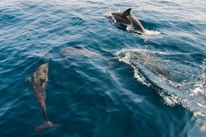 Dolphin Watching in Muscat - The coastal ride back to Muscat