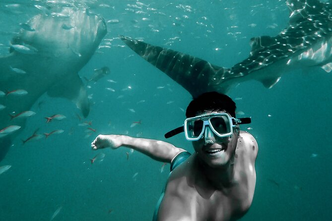 Dolphin Watching & Snorkeling - Leaving Marina Bandar Al Rowdha at 10:00 am