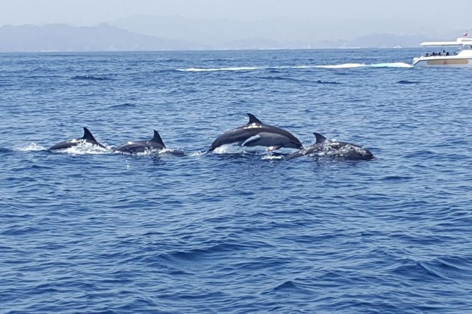 Dolphin Watching & Snorkeling - The crew and the style of service