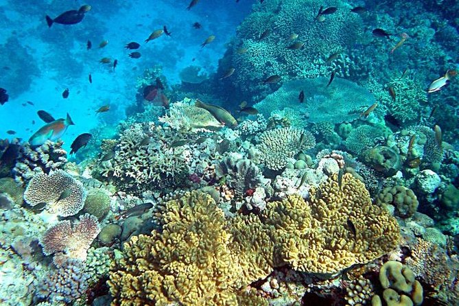 Dolphin Watching & Snorkeling - Who will enjoy this three-hour outing