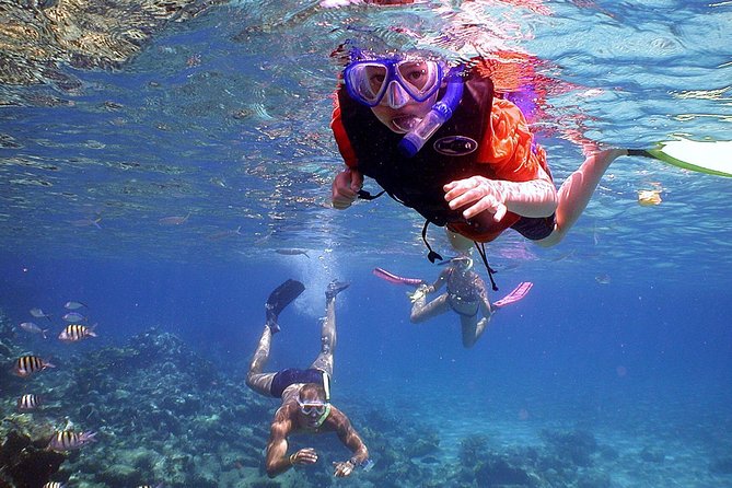Dolphin Watching & Snorkeling - Timing, cancellation, and practical planning