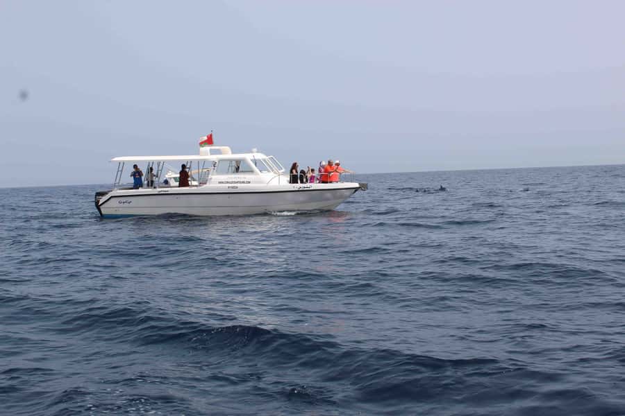 Dolphin Watching Tour - Key Points Before You Book