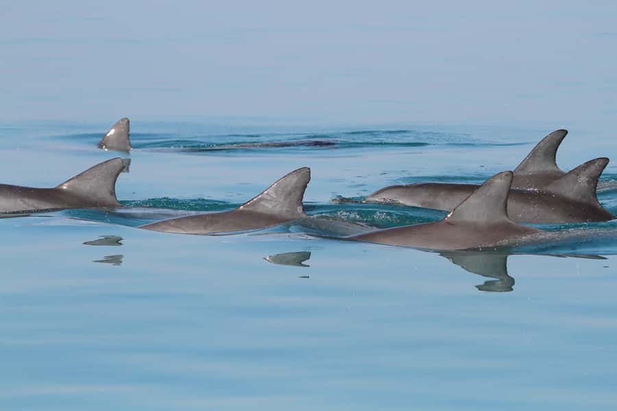 Dolphin Watching Tour - Setting Out From Marina Bandar Al Rowdha