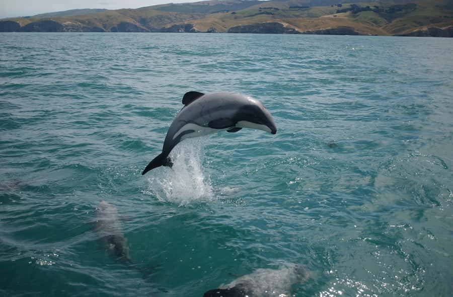 Dolphin Watching Tour - Watching Dolphins Along Muscat’s Coast