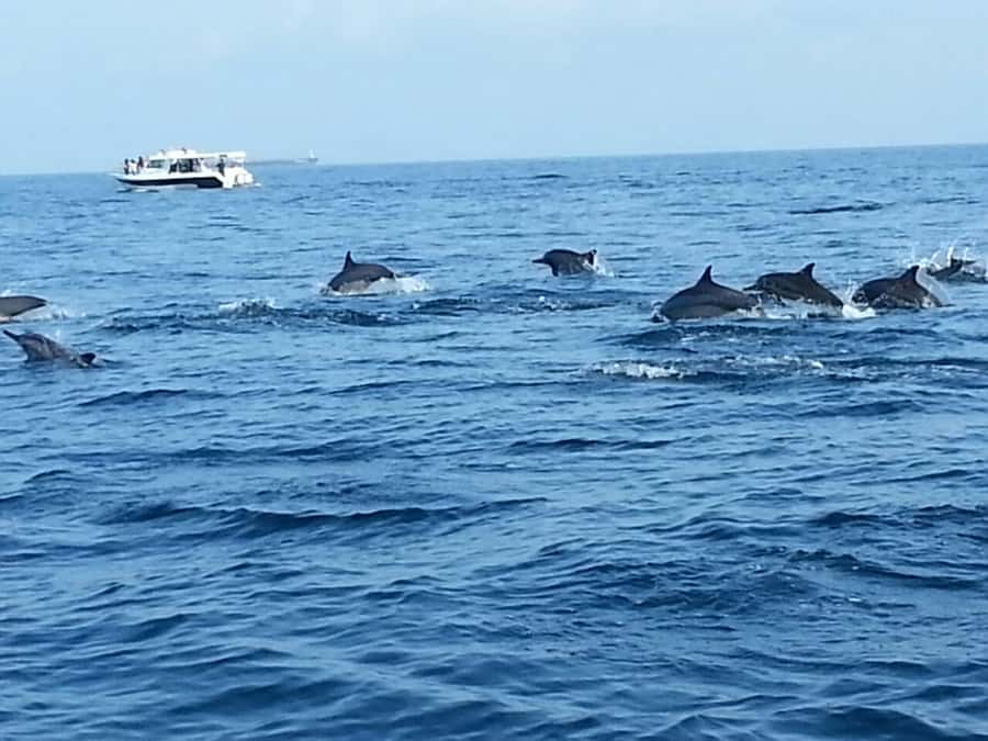 Dolphin Watching Tour - Is $40 a Fair Price?