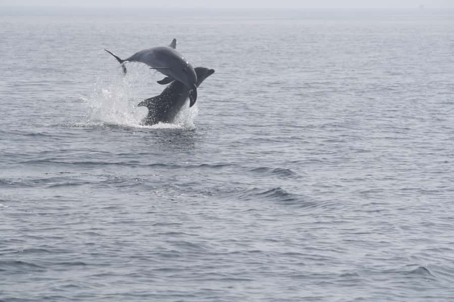 Dolphin Watching Tour - The Safety Briefing Comes First