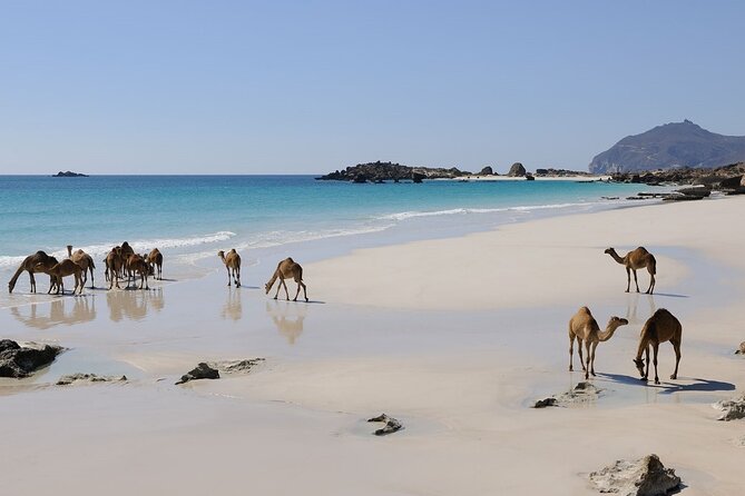 East and West Salalah Combination Private Full-day Tour - The private vehicle matters on an eight-hour day
