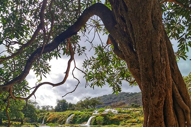 East of Salalah, Mountain Safari, Camels, Waterfall, White beach - Camels and the Coastal Finish