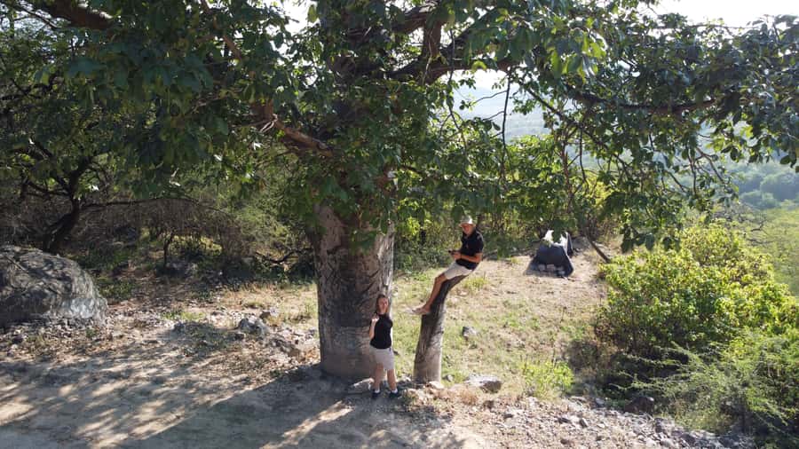 East Salalah Adventure: Nature, History, and Scenic Views - Baobab Trees: An Unusual Sight Along the Route