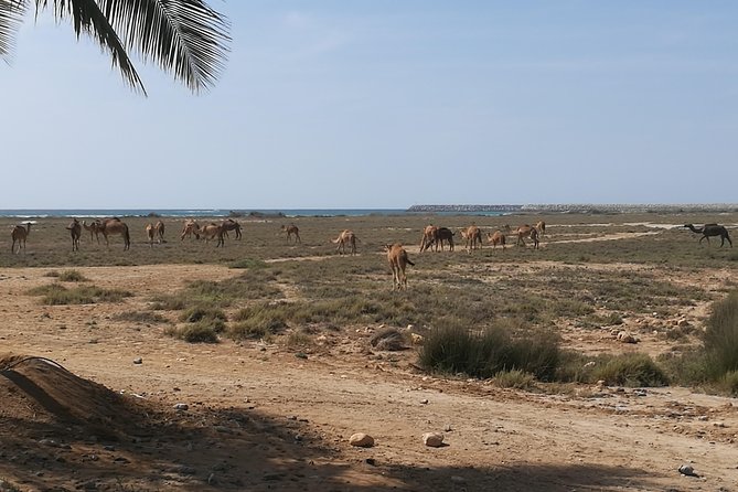East Salalah Highlights: Half-Day Heritage & Scenic Countryside - Tawi Attair and the Well of Birds