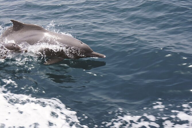 Evening Sunset Dhow Cruise Tour - Muscat - Is the $93 price fair?