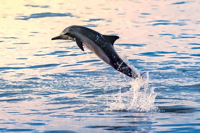 Experience Dolphin watching and snorkeling in Muscat - The snorkeling stop near coral beds