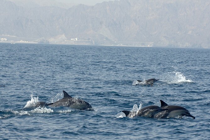 Experience Dolphin watching and snorkeling in Muscat - What you might see beneath the surface