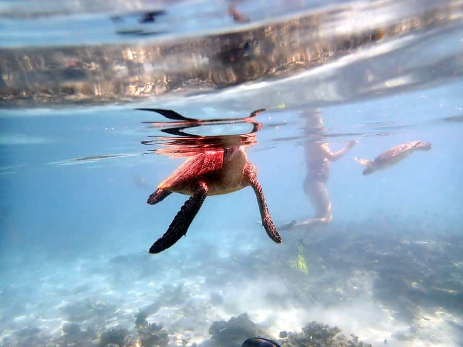From Al-Seeb: Dimaniyat Islands Boat Trip with Snorkeling - Key points to know before booking