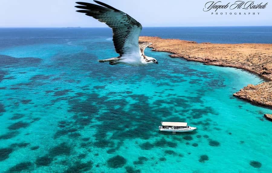 From Al-Seeb: Dimaniyat Islands Boat Trip with Snorkeling - First stop: Turtle City and an hour in the water