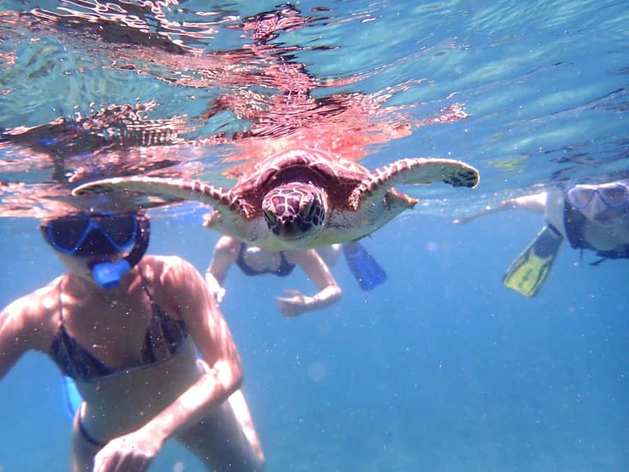 From Al-Seeb: Dimaniyat Islands Boat Trip with Snorkeling - Second stop: Black Tip and the chance of bigger animals