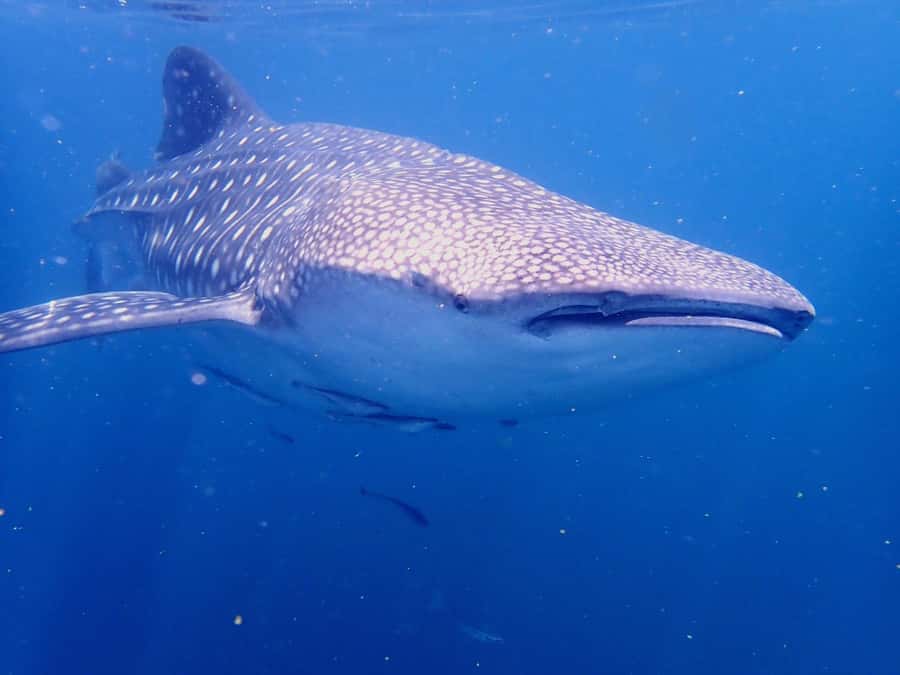 From Al-Seeb: Dimaniyat Islands Boat Trip with Snorkeling - What to bring for a comfortable morning