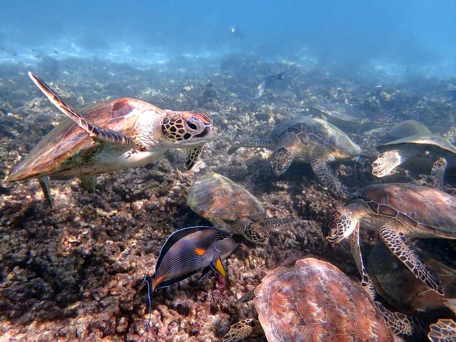 From Al-Seeb: Dimaniyat Islands Boat Trip with Snorkeling - Why the Ad Dimaniyat Islands are worth the boat ride