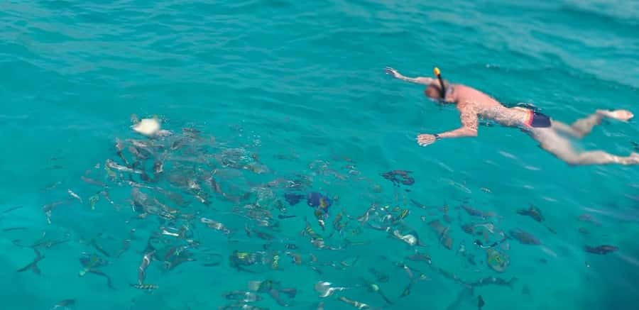 From Dubai to Norway of Arabia|Telegraph Island| Dhow Cruise - Lunch, drinks, and the value of the package