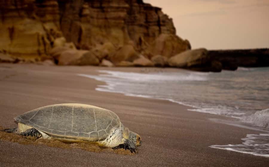 From Muscat: 4-Day Oman Highlights Tour - Key details at a glance