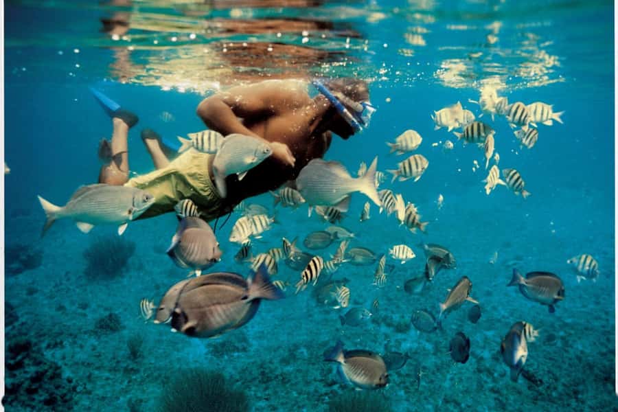 From Muscat: Dimaniyat Islands Snorkeling Tour - Why the Dimaniyat Islands are worth the trip from Muscat