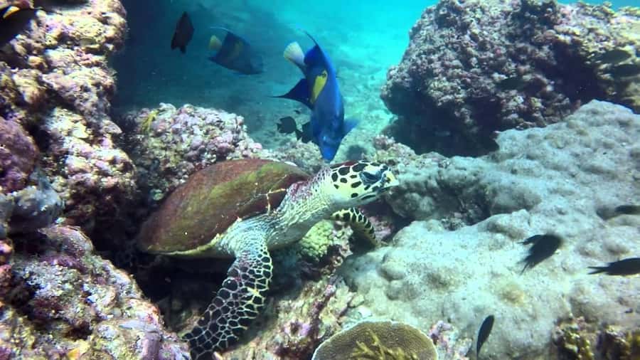 From Muscat: Dimaniyat Islands Snorkeling Tour - Is $85 a fair price for six hours?