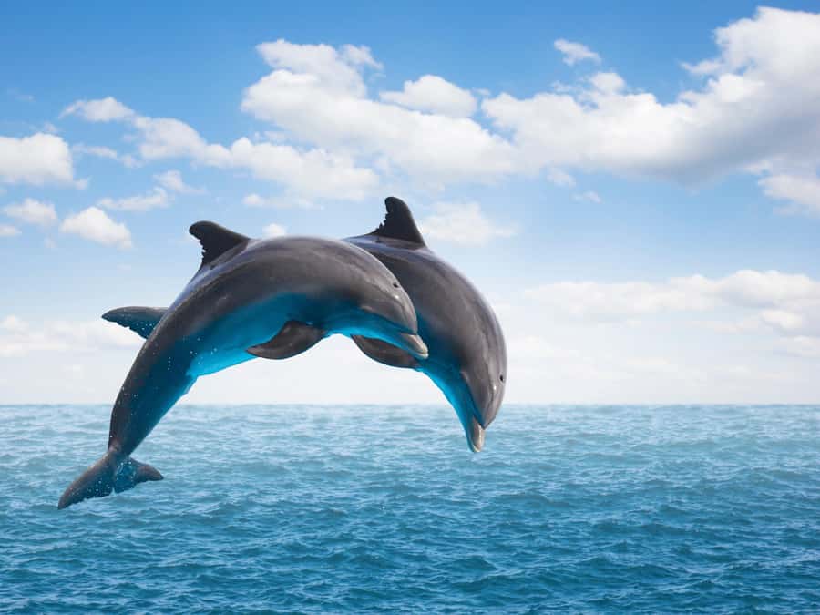 From Muscat: Discover Dolphins Day Trip - Key points to know before booking