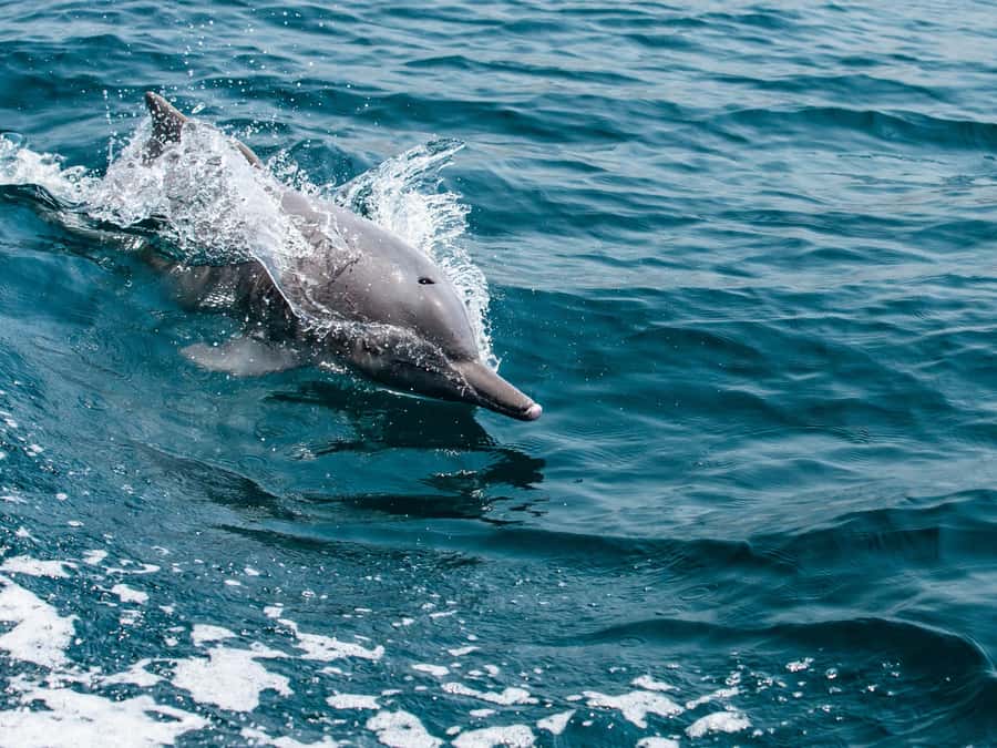 From Muscat: Discover Dolphins Day Trip - Leaving Marina Bandar Al Rawdha at 8:00 or 10:00