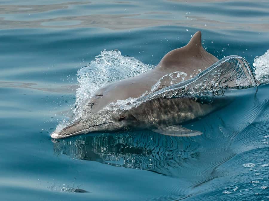 From Muscat: Discover Dolphins Day Trip - Handling motion, sun, and open water