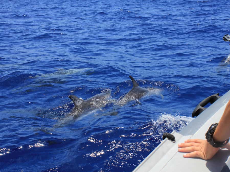 From Muscat: Discover Dolphins Day Trip - Watching dolphins behave naturally
