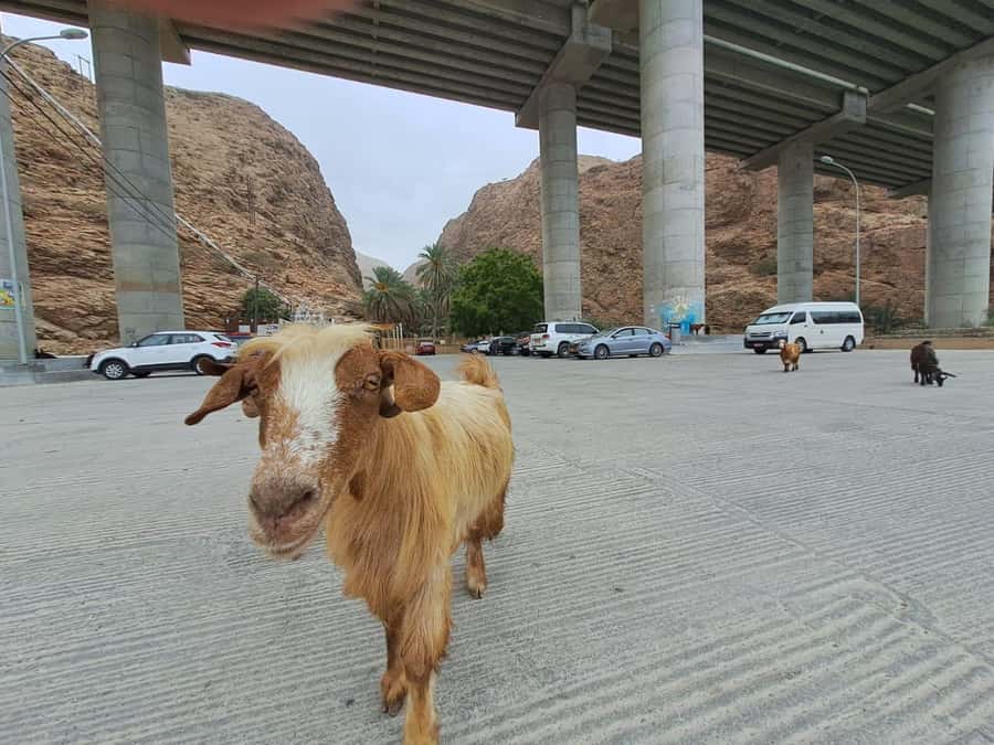 From Muscat: Guided Overnight Desert Camp Tour - Why this two-day Oman trip works