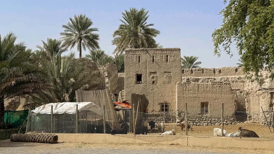 From Muscat: Nizwa and Jebel Akhdar Tour with Lunch - Lunch in the mountains