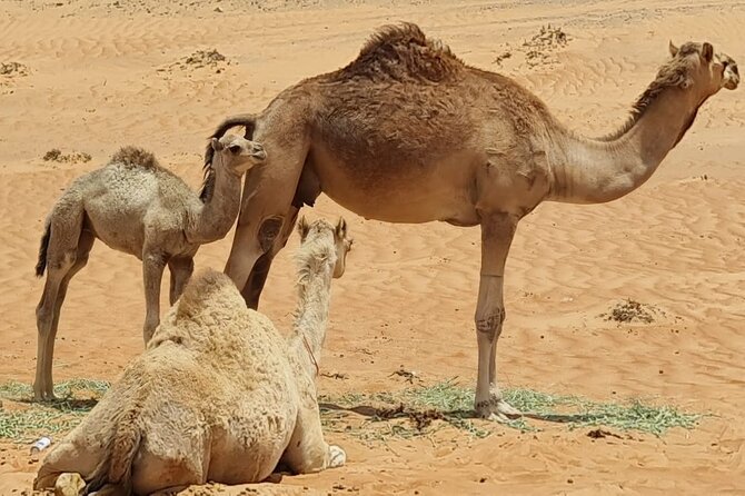 From Muscat: Wadi Hawar and Wahiba Sands Desert Tour - From Wadi Water to Wahiba Sands
