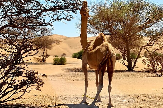 From Muscat: Wadi Hawar and Wahiba Sands Desert Tour - Is the $175 Price Fair?