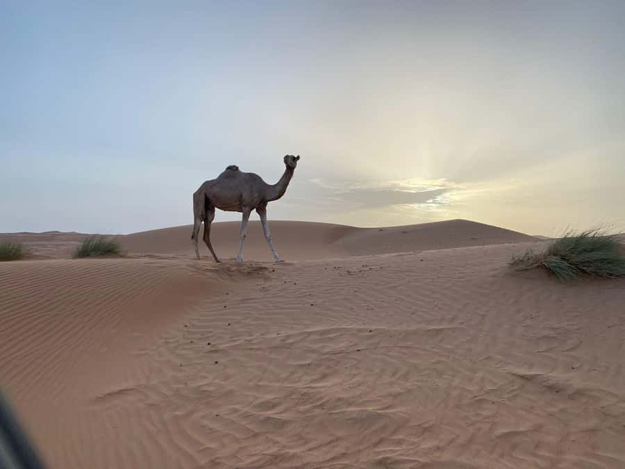 From Muscat: Wahiba Sands Sunset with Desert Camp Dinner - Leaving Muscat at noon for the Wahiba Sands