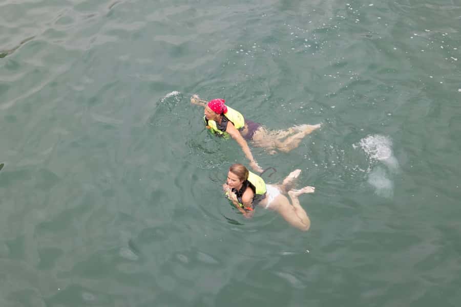 From UAE: Musandam Dibba Day Trip (Oman) - Dolphin sightings and other wild moments