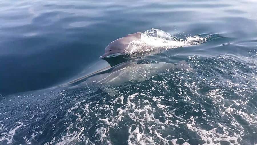 From UAE: Musandam Khasab Dolphin Watching Trip with Lunch - Meeting the guide at Khasab Port